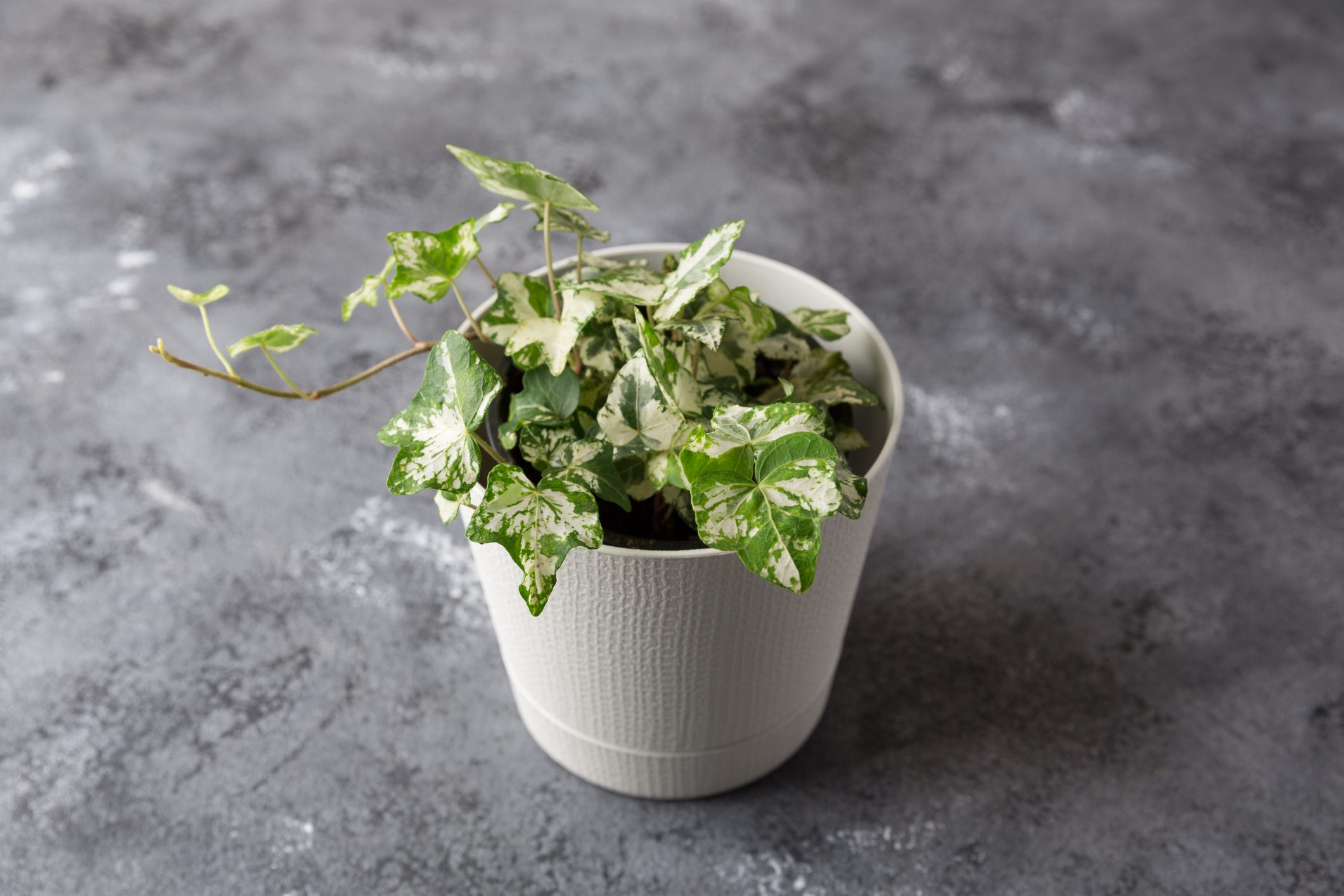 Indoor Ivy plant in a pot on a dark background