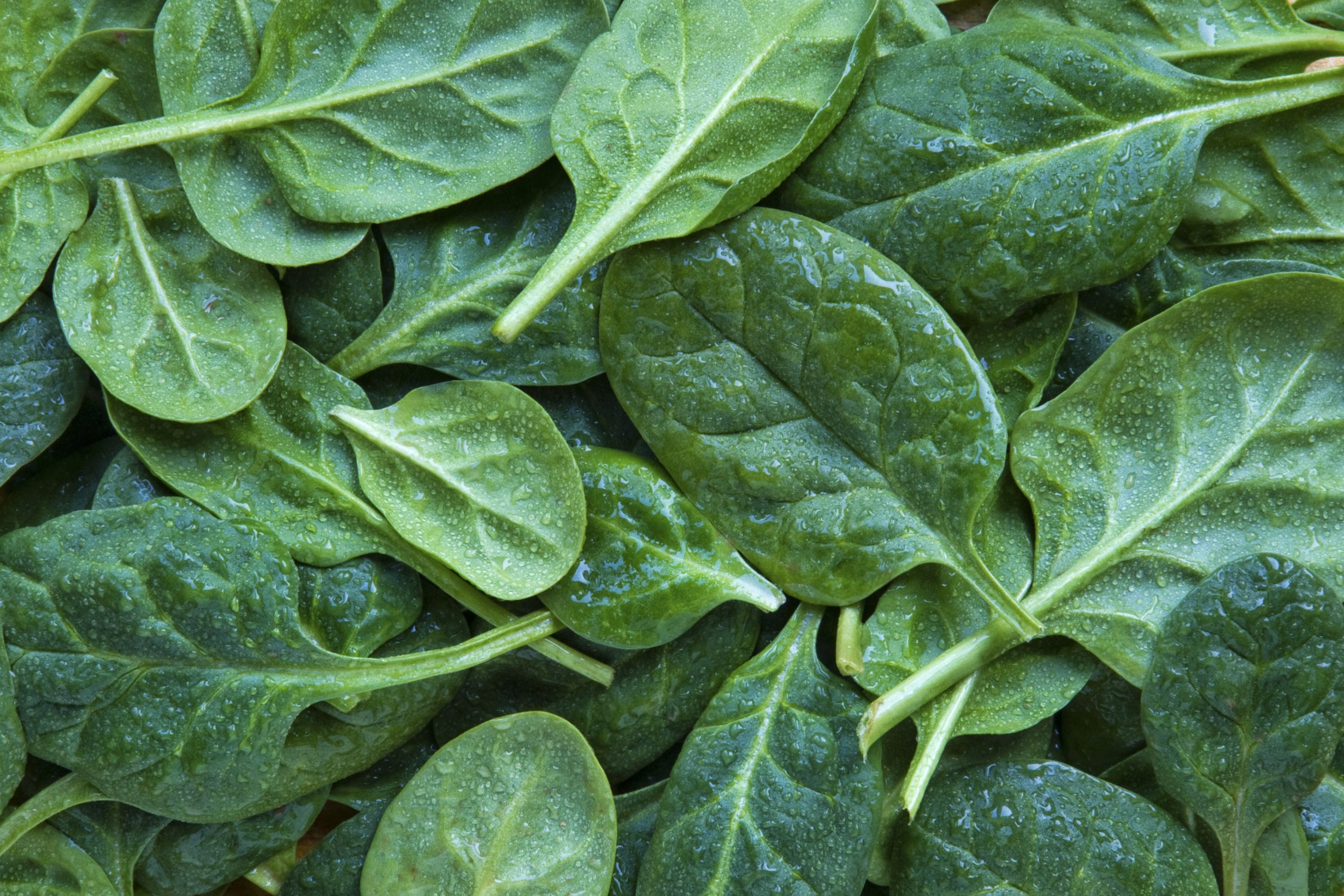 Full frame shot of leaf spinach