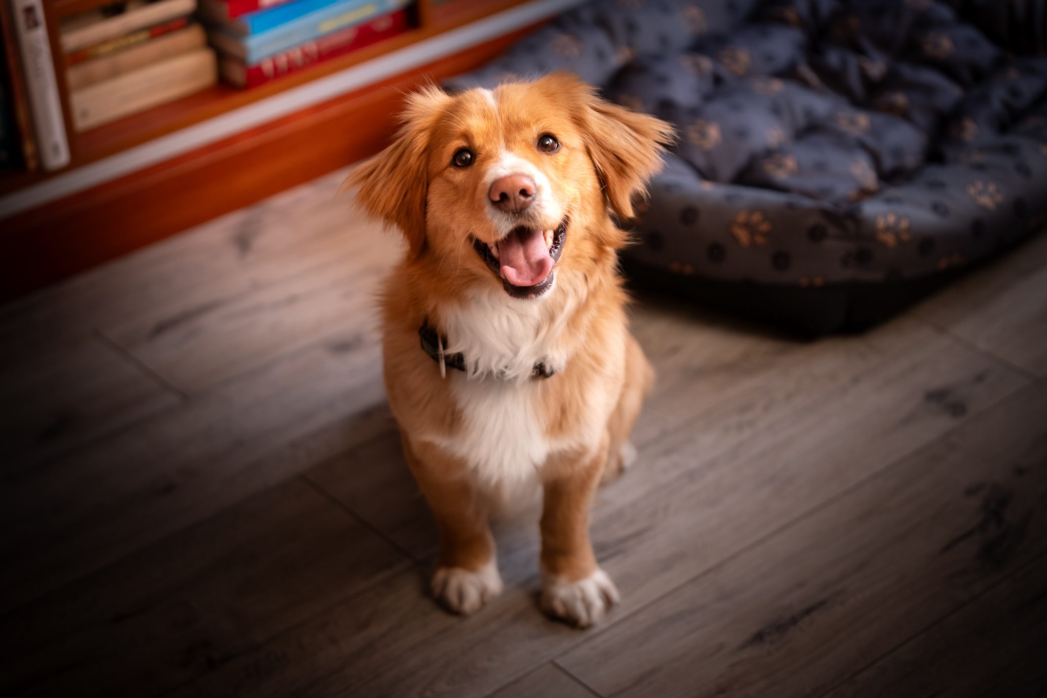 New Study: Having This Companion Is as Good for Your Health as Marriage