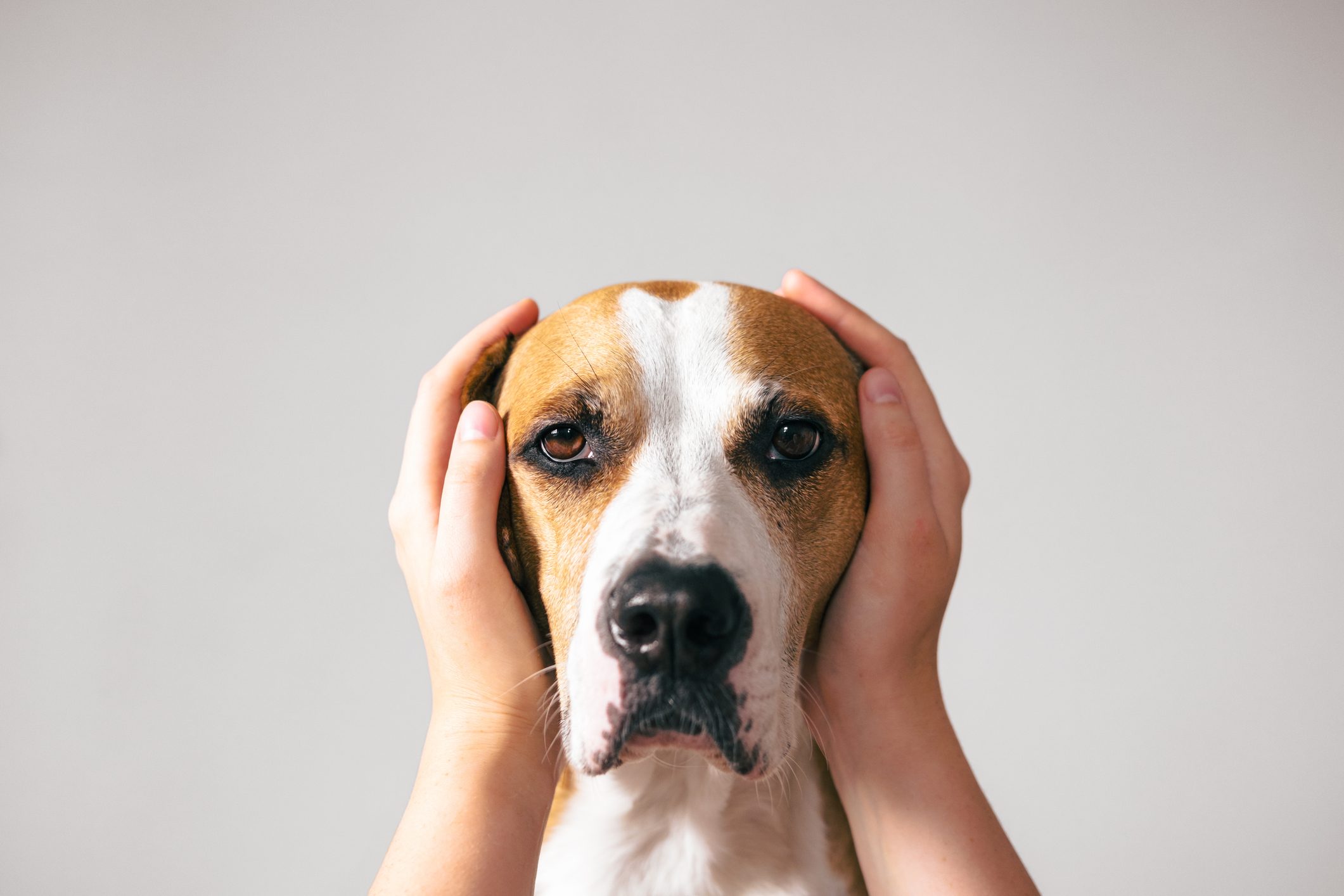 Cesar Millan Lists 7 Loving Ways To Pacify Your Dog for Fireworks