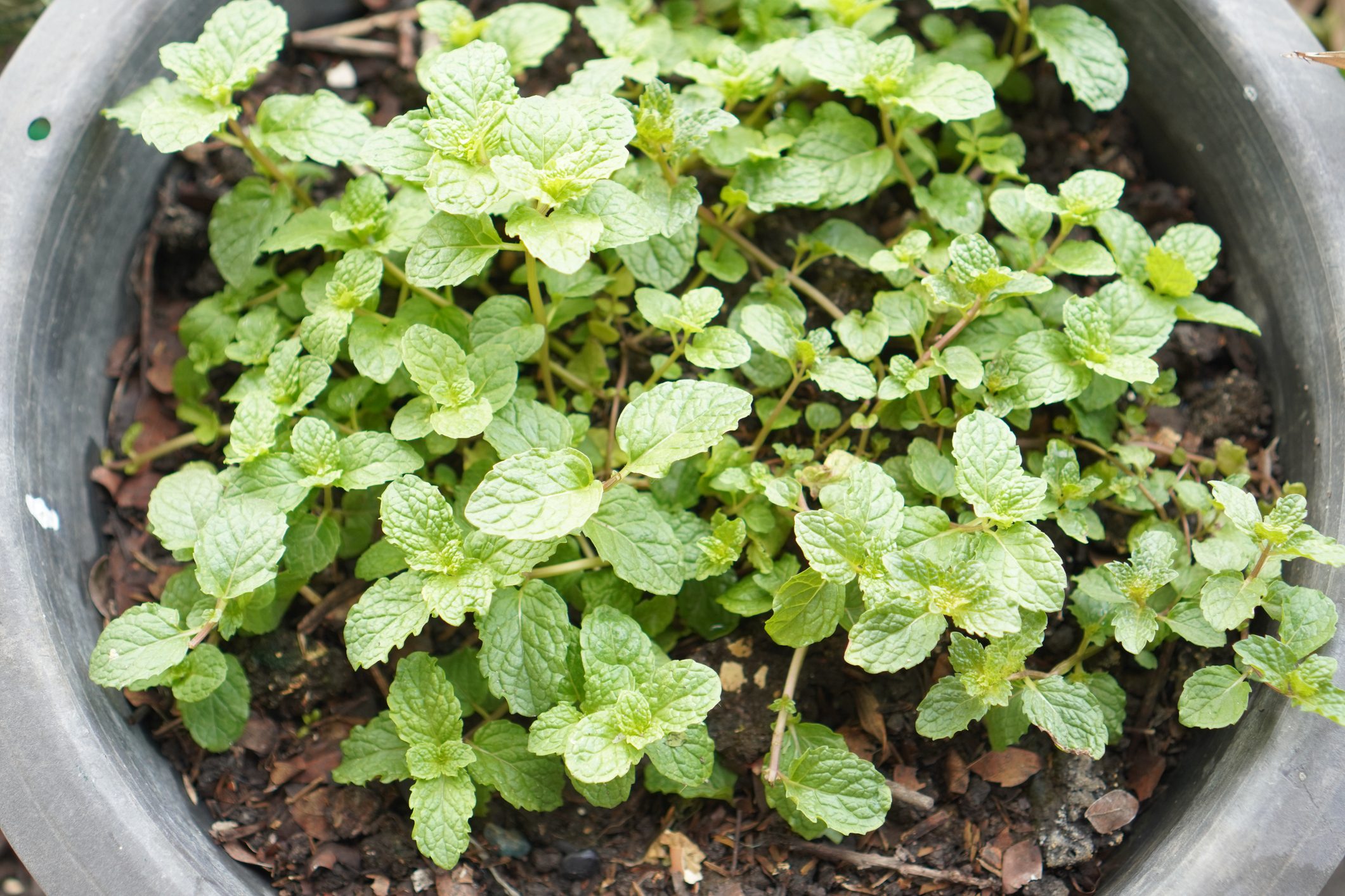 New Research: Drinking Juice from These 2 Herbs May Improve Blood Sugar and Liver Health
